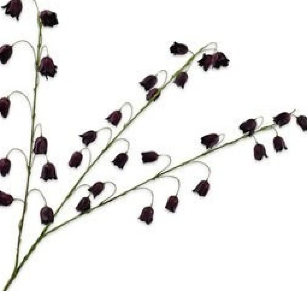 Silk-ka kunstbloem Perzische keizerskroon bordeaux H 97 cm