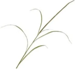 Silk-ka kunstbloem Siergras bruin H 130 cm