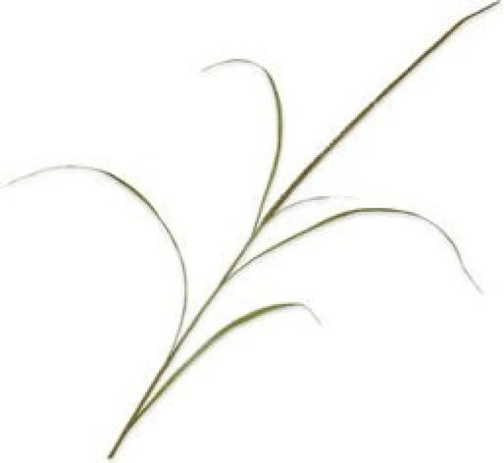 Silk-ka kunstbloem Siergras bruin H 130 cm