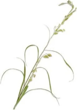 Silk-ka kunstbloem Siergras groen H 162 cm
