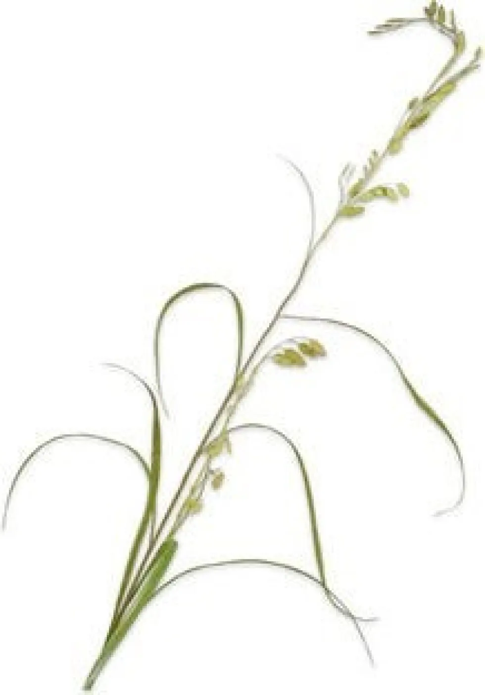 Silk-ka kunstbloem Siergras groen H 162 cm
