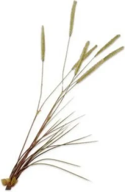 Silk-ka kunstbloem Siergras groen H 101 cm