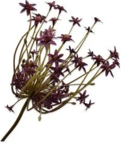 Silk-ka kunstbloem Sierui bordeaux H 84 cm