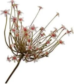 Silk-ka kunstbloem Sierui wit H 84 cm