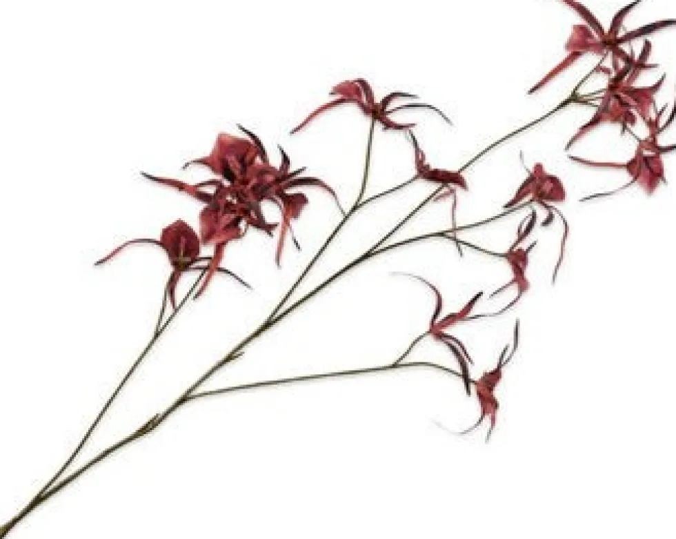 Silk-ka kunstbloem Spinorchidee rood H 30 cm