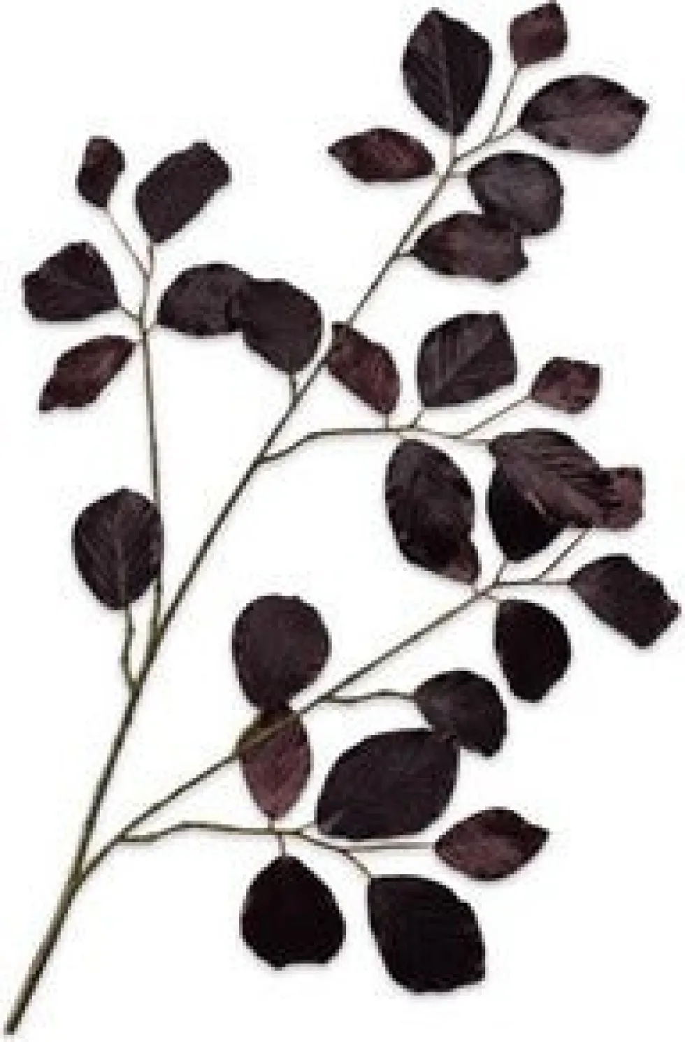 Silk-ka kunsttak Beuk paars H 64 cm