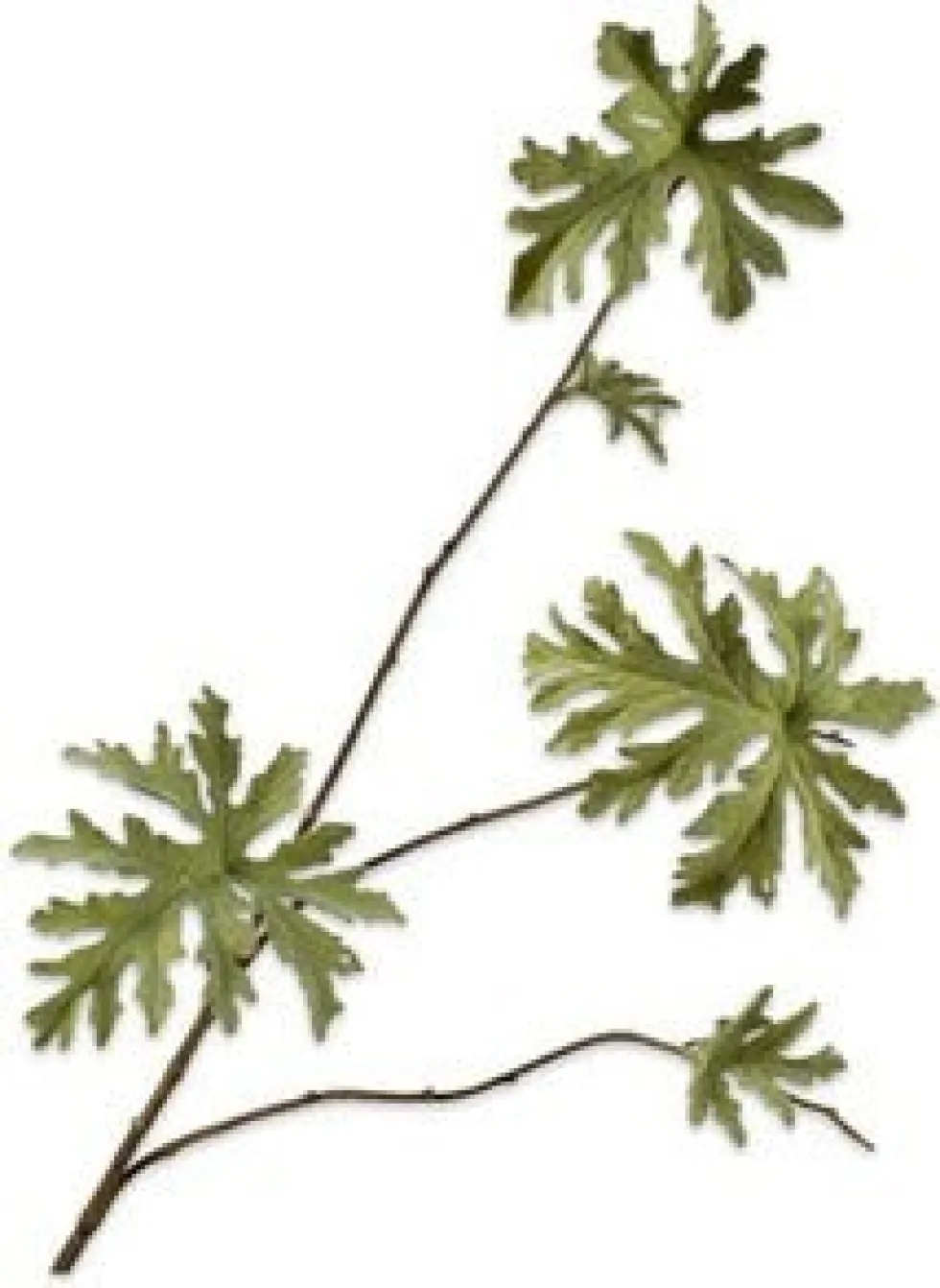 Silk-ka kunsttak Geranium H 83 cm