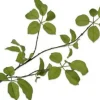 Silk-ka kunsttak Wilde Wingerd H 91 cm
