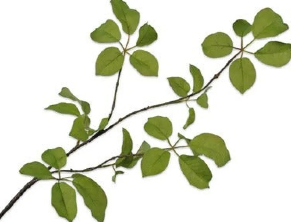 Silk-ka kunsttak Wilde Wingerd H 91 cm