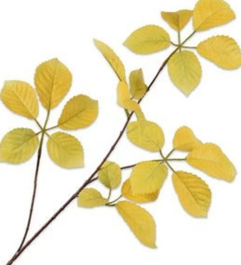 Silk-ka kunsttak Wilde Wingerd geelgroen H 74 cm