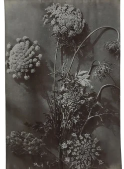 Wandkleed Ammi majus multi 105 x 136 cm